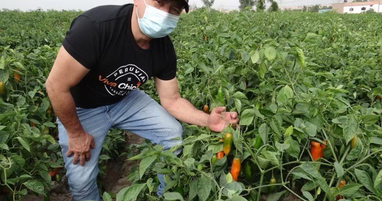 A man wearing a mask, black cap, and black T-shirt crouches in a field of green pepper plants, holding a pepper and examining the crop. Some peppers are turning orange.